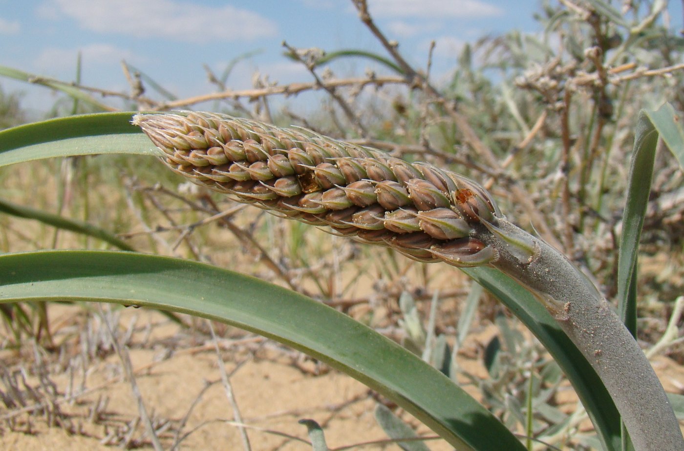 Image of Eremurus inderiensis specimen.