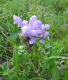 Dracocephalum grandiflorum