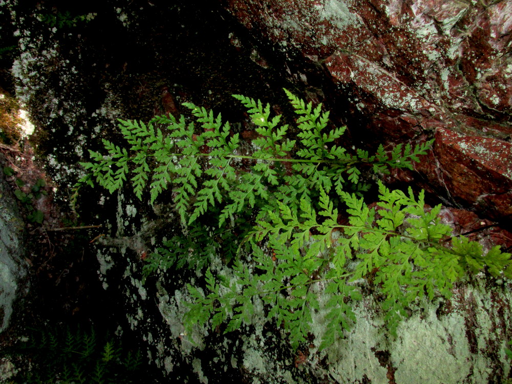 Image of Cystopteris gureevae specimen.