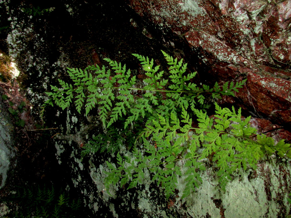 Изображение особи Cystopteris gureevae.