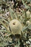 Cirsium turkestanicum