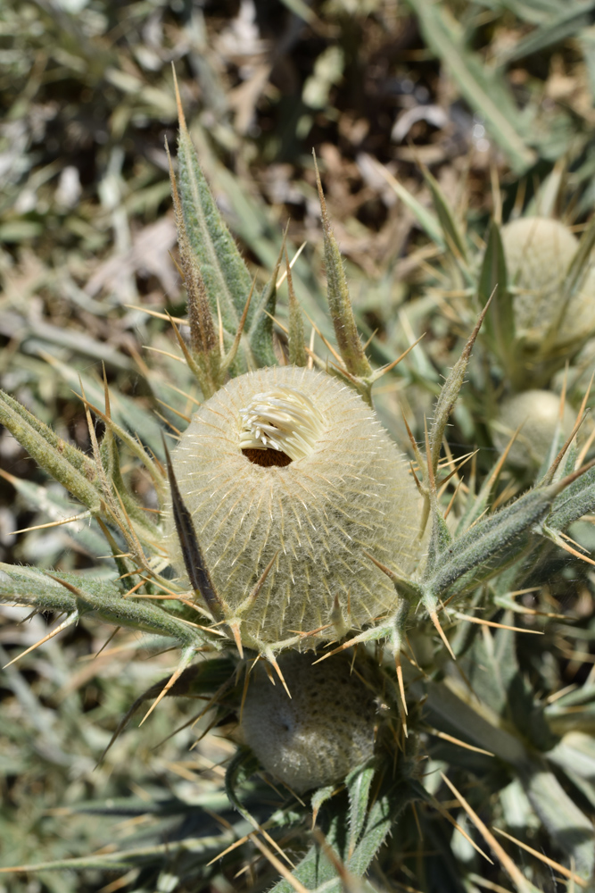Image of Cirsium turkestanicum specimen.