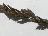 Festuca ovina