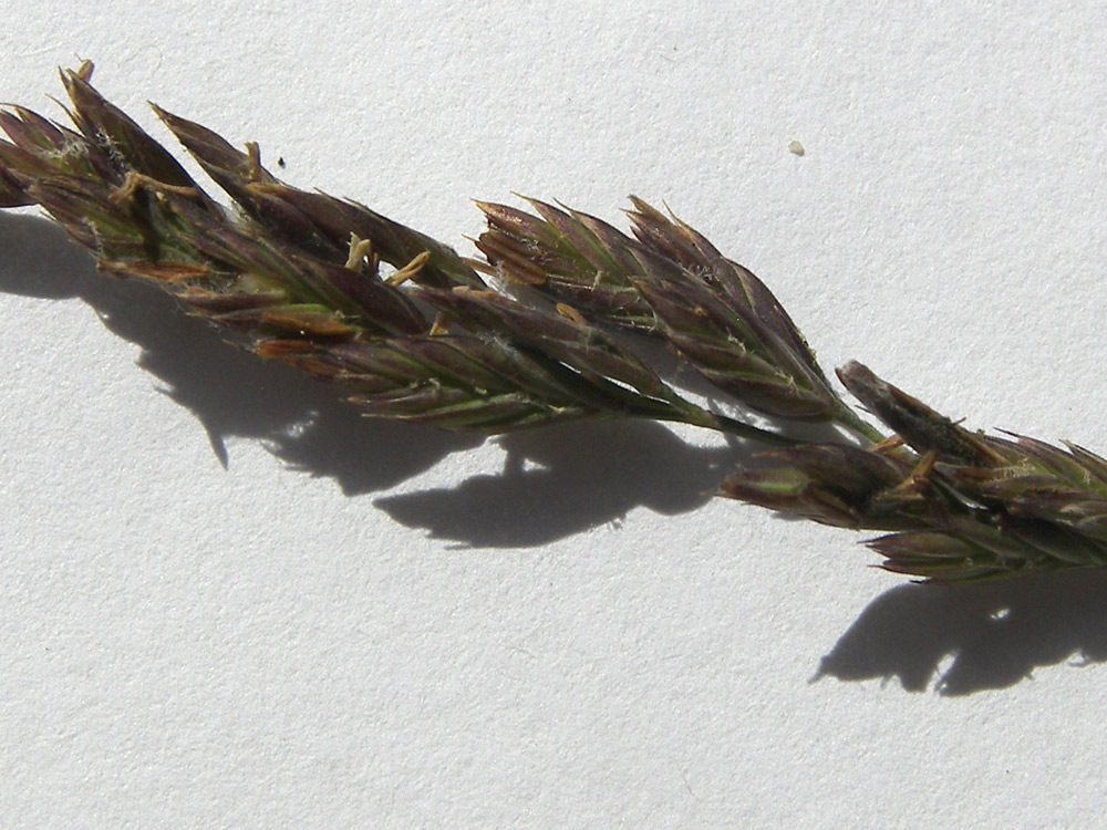 Image of Festuca ovina specimen.