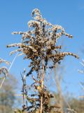 Solidago canadensis. Верхушка побега с соплодием. Ленинградская обл., Кировский р-н, пос. Дачное, пойма р. Мга, разнотравно-злаковый луг. 04.10.2015.