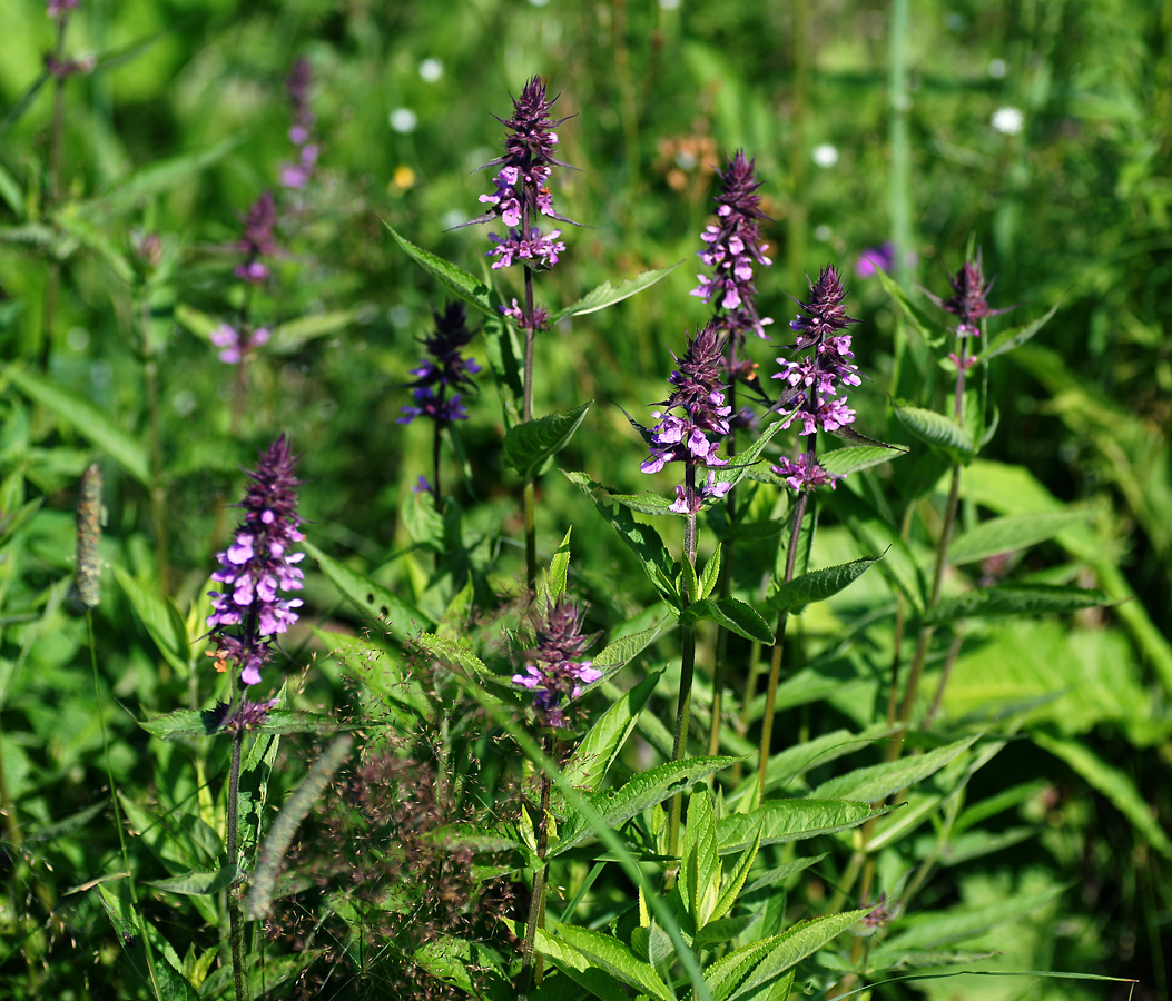 Изображение особи Stachys palustris.