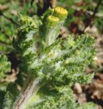 Senecio vernalis