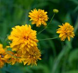 Rudbeckia laciniata разновидность hortensia. Соцветия (культивар, махровая форма). Московская обл., дачный участок. 03.08.2015.