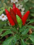 Capsicum annuum