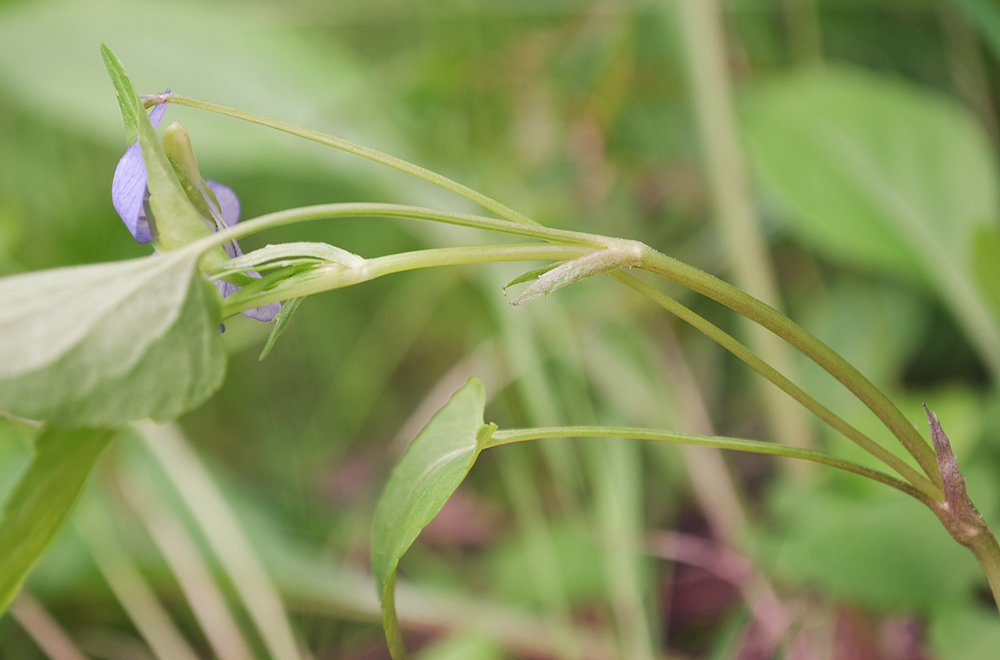 Изображение особи Viola ruppii.