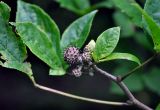 Eleutherococcus sessiliflorus. Верхушка ветви с нераспустившимися соцветиями и молодым соплодием. Приморье, Хасанский р-н, остров Фуругельма, широколиственный лес. 16.08.2015.
