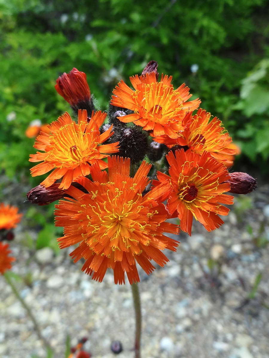 Изображение особи Pilosella aurantiaca.