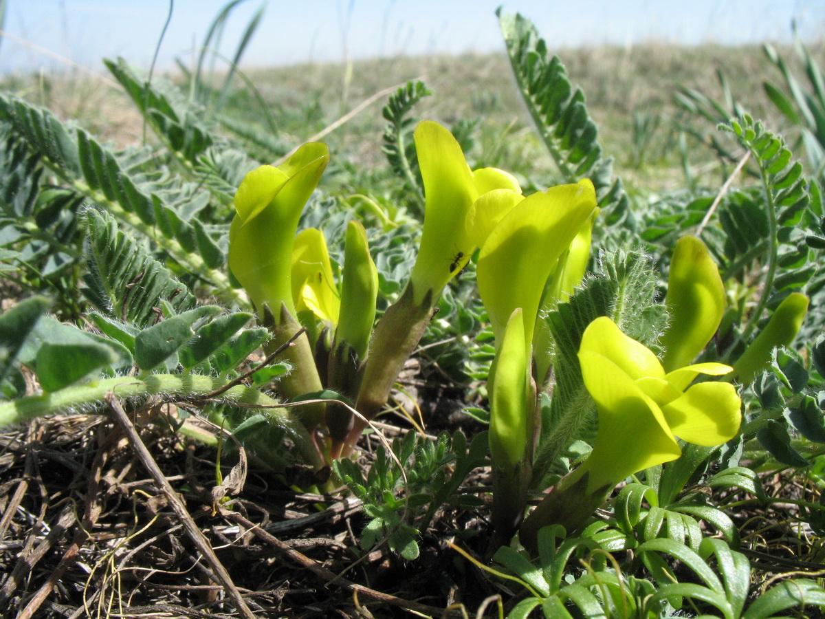 Изображение особи Astragalus macronyx.