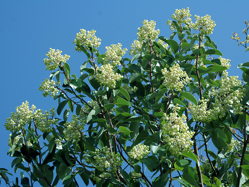 Изображение особи Arbutus andrachne.
