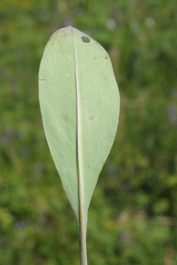 Image of Klasea marginata specimen.