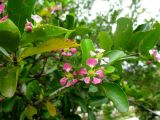 Malpighia glabra