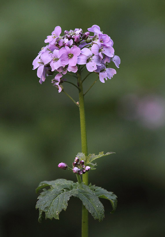 Image of Cardamine macrophylla specimen.