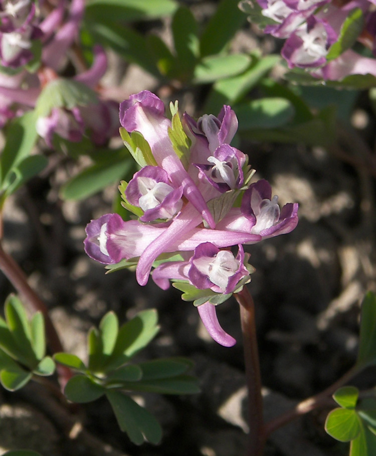 Изображение особи Corydalis pumila.