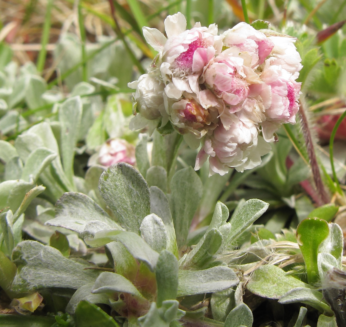 Image of Antennaria caucasica specimen.