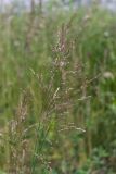 genus Poa