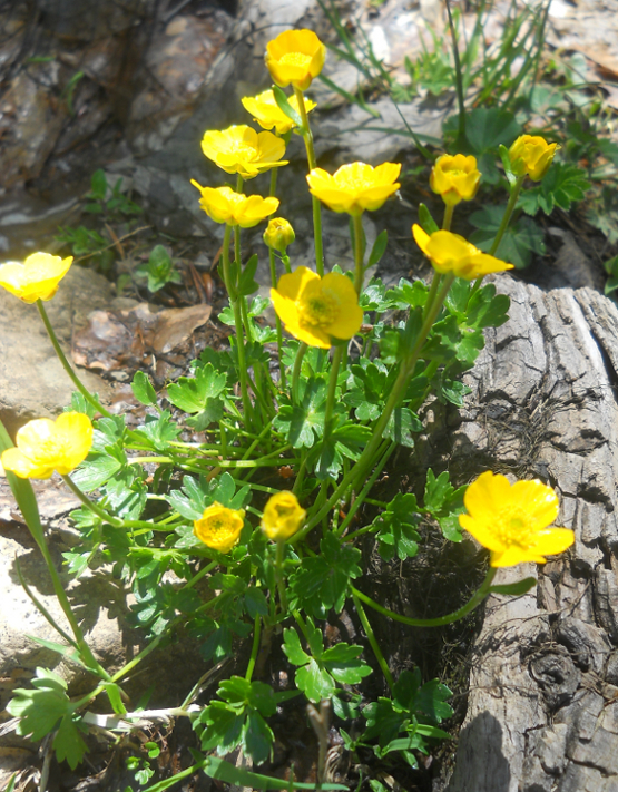 Изображение особи Ranunculus brachylobus.