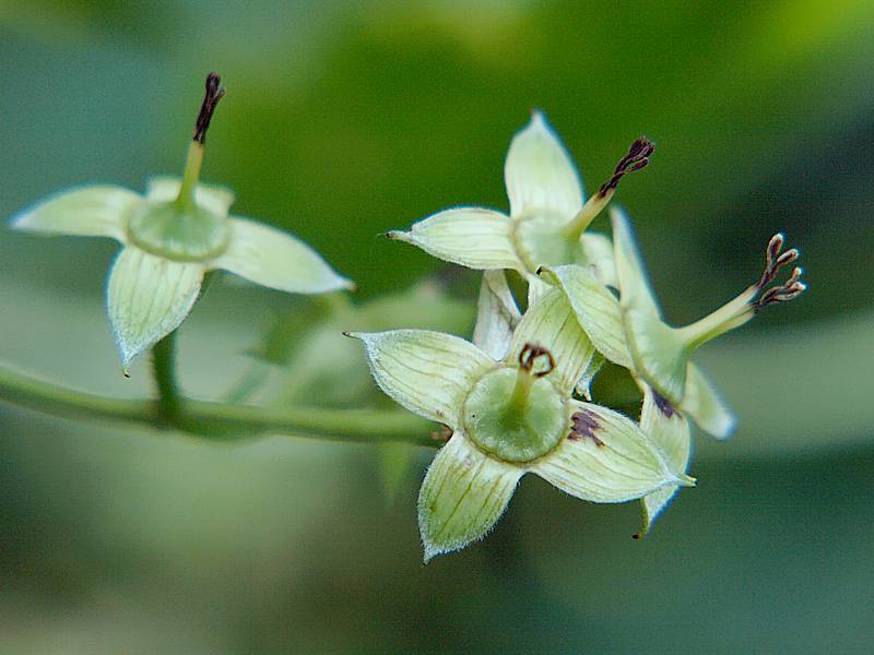 Изображение особи Philadelphus coronarius.