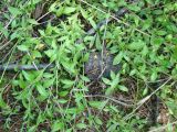 Draba sibirica. Нижняя облиственная часть растений. Якутия (Саха), Алданский р-н, северная окраина Алдана, тайга. 15.06.2012.