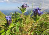 Gentiana septemfida