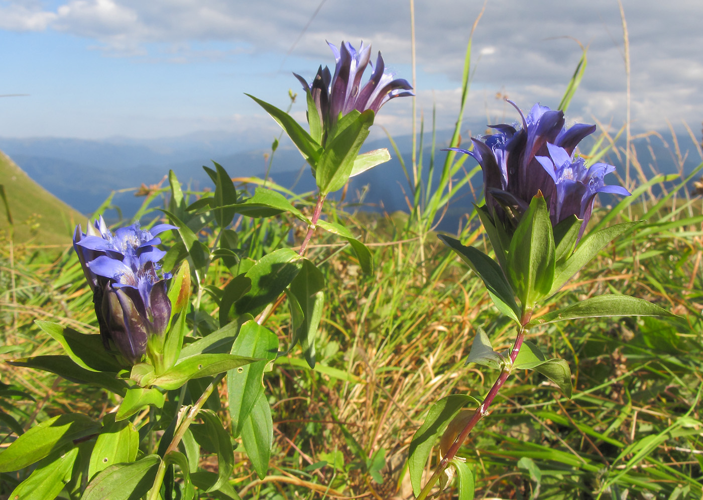 Изображение особи Gentiana septemfida.