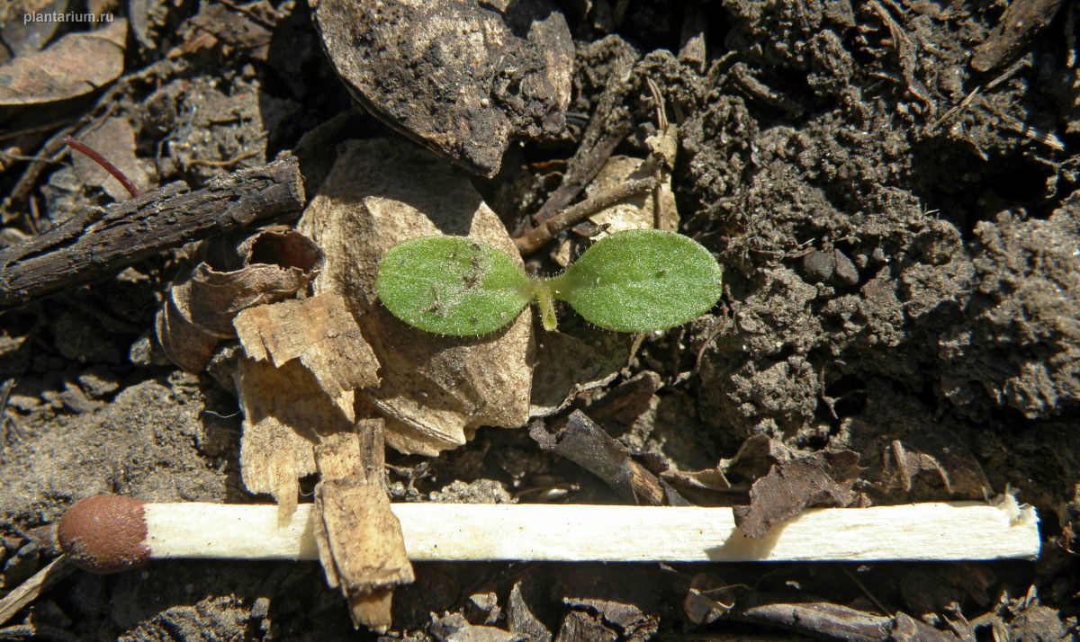 Изображение особи Lactuca serriola.