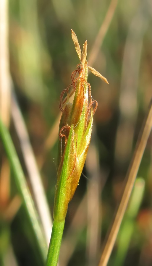 Изображение особи Carex pauciflora.