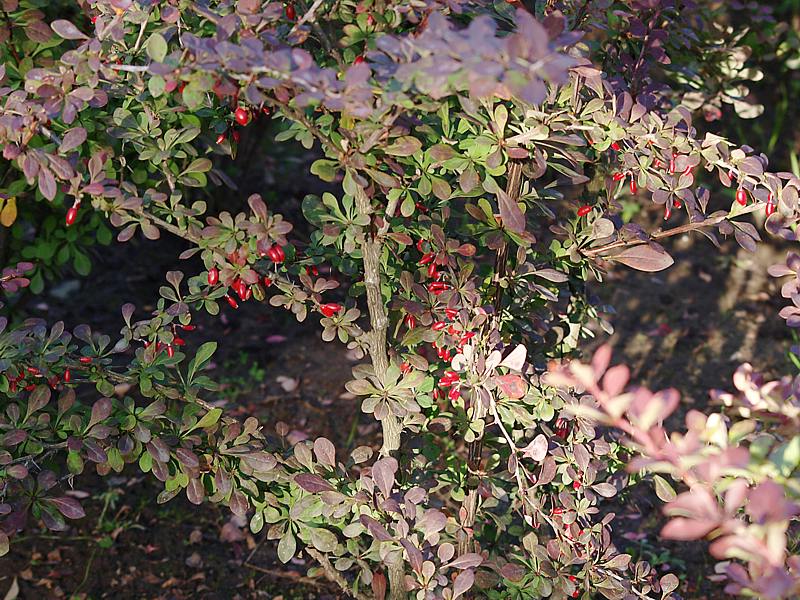 Изображение особи Berberis thunbergii.