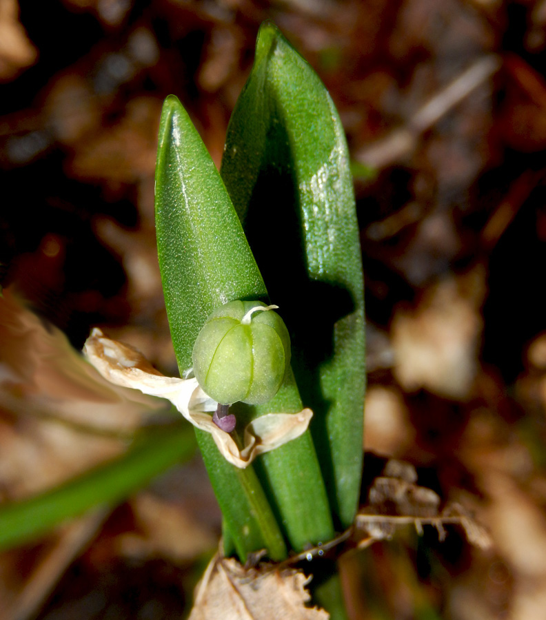 Изображение особи Scilla siberica.