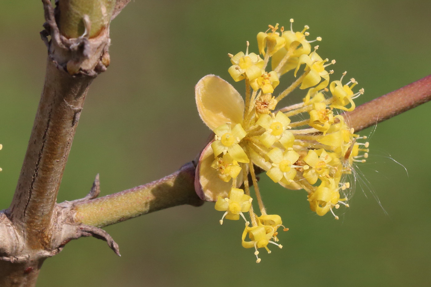 Изображение особи Cornus mas.