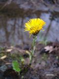 Tussilago farfara