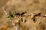 Chamaecytisus ruthenicus. Верхушка побега с почками, новыми и прошлогодними листьями. Свердловская обл., высокий левый берег р. Исеть ниже дер. Бекленищева (порог Ревун), поле в 200 м от реки. 16 апреля 2016 г.