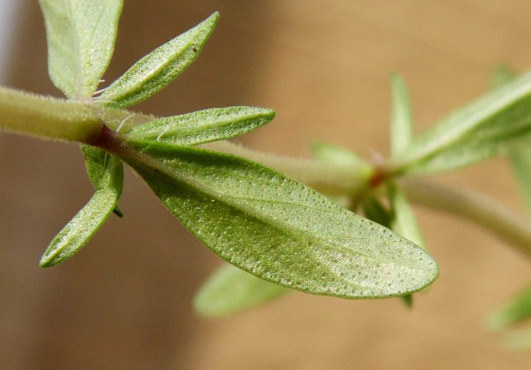 Image of Thymus marschallianus specimen.