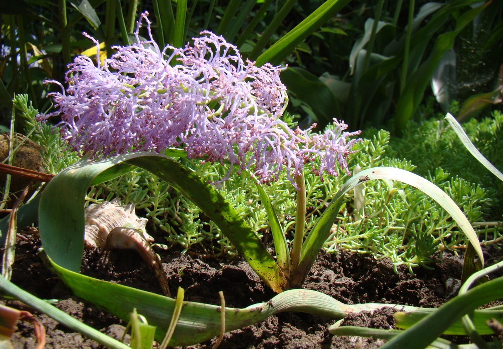 Изображение особи Leopoldia comosa.