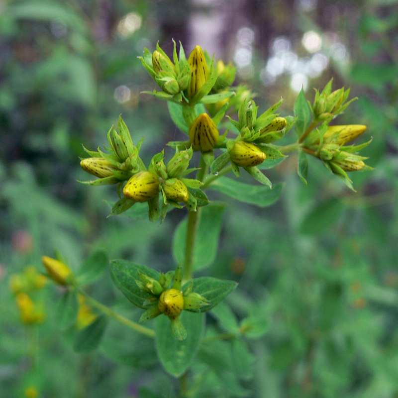 Изображение особи Hypericum perforatum.