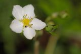 Fragaria viridis