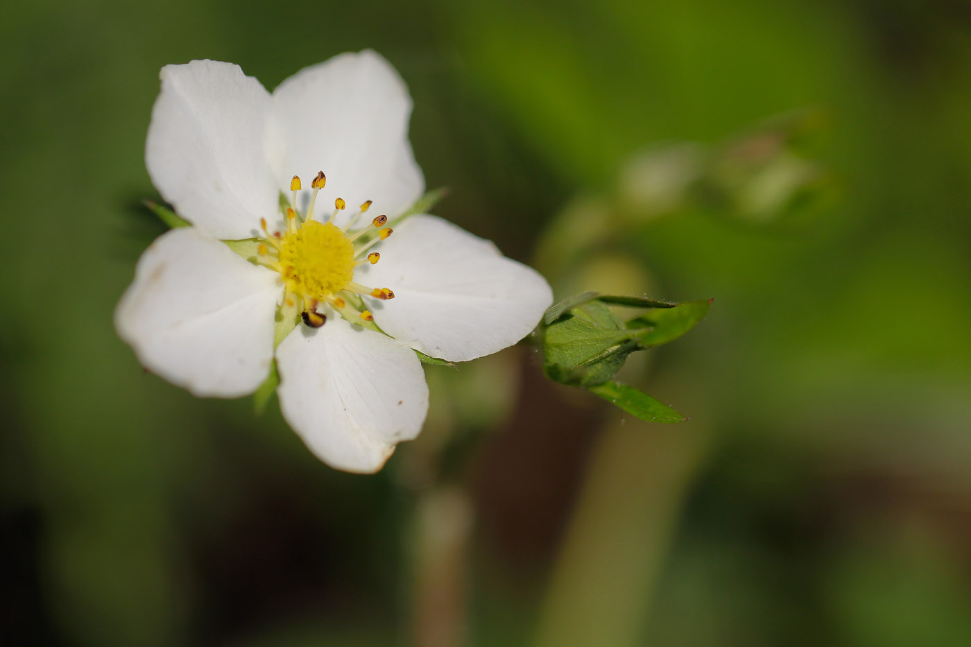 Изображение особи Fragaria viridis.