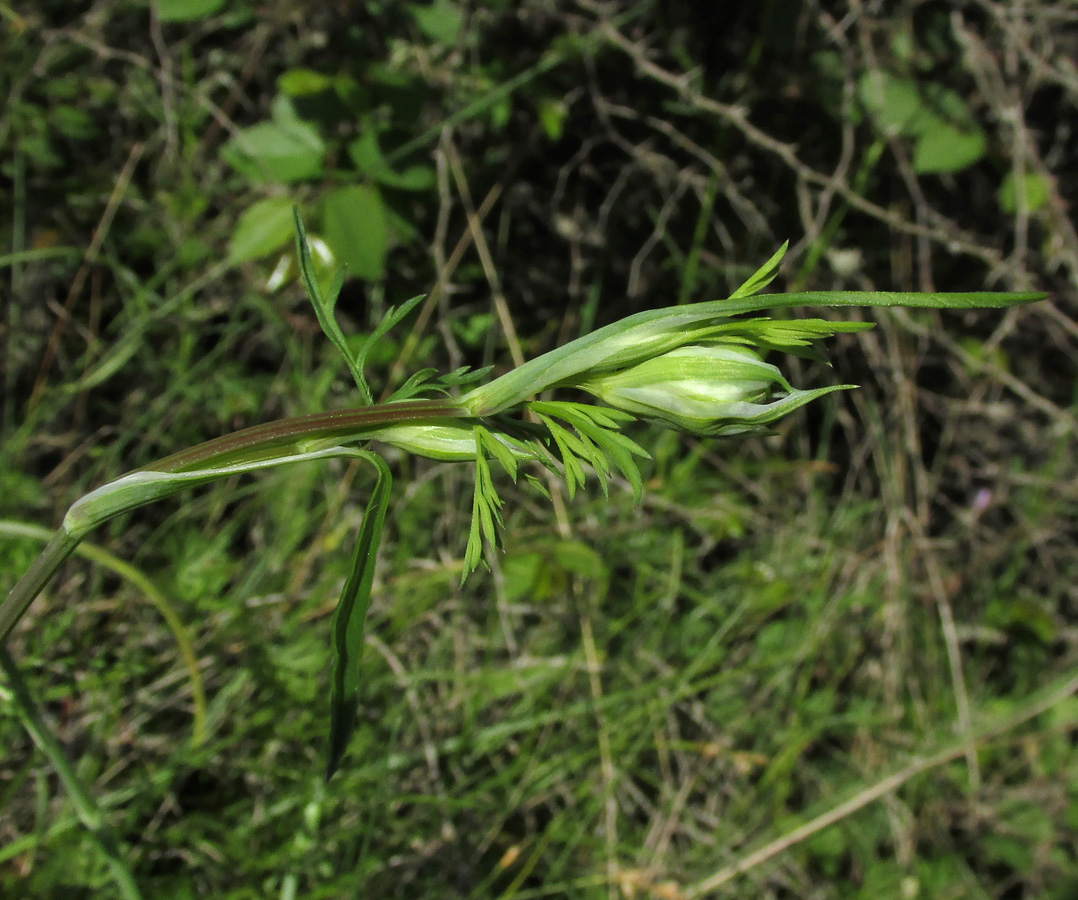 Изображение особи Orlaya grandiflora.