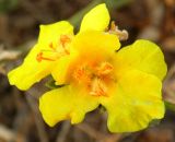 Verbascum pinnatifidum