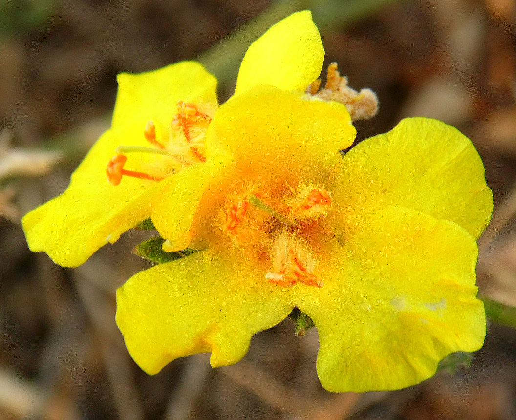 Изображение особи Verbascum pinnatifidum.