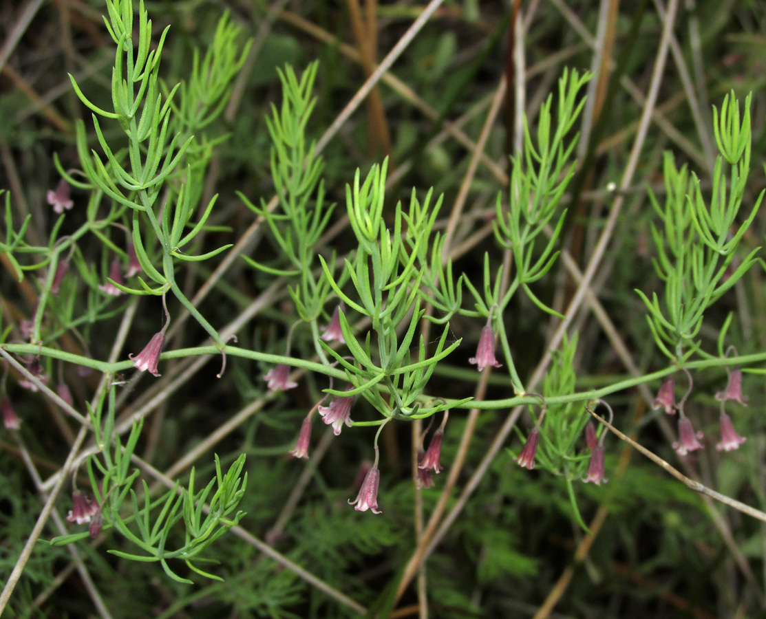 Изображение особи Asparagus pallasii.