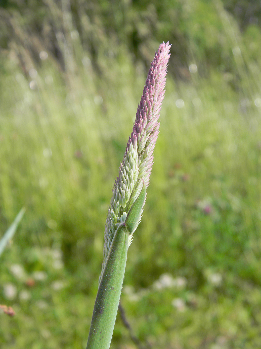 Image of Holcus lanatus specimen.