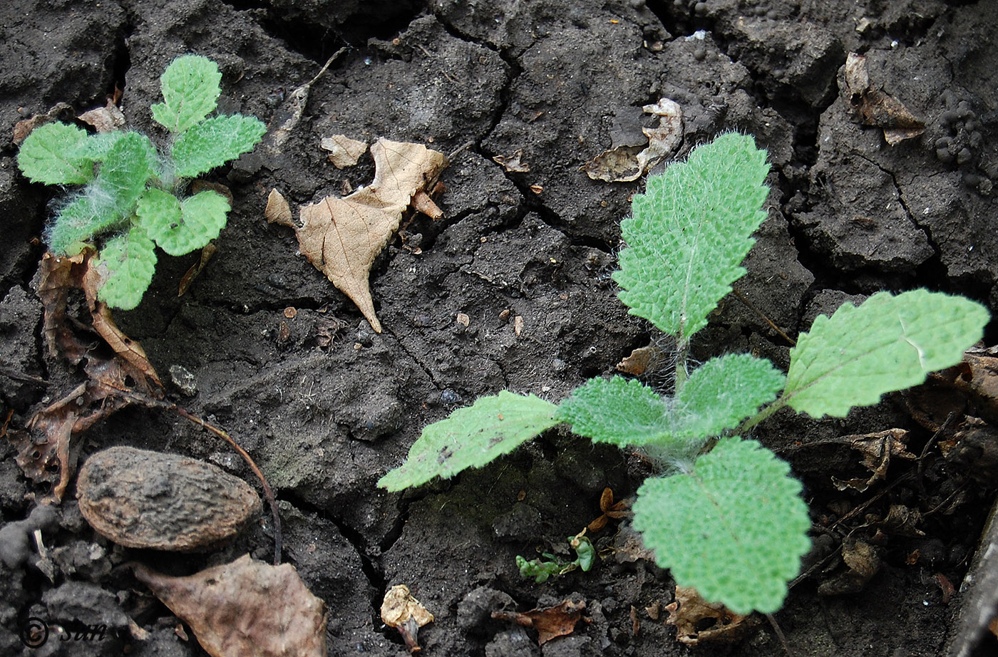 Image of Salvia sclarea specimen.