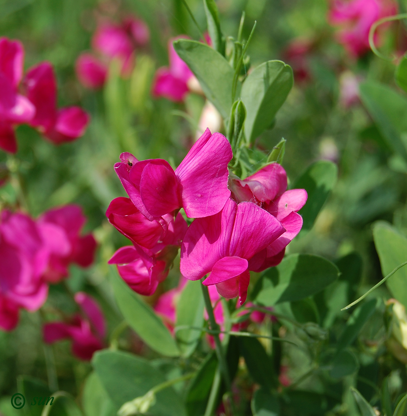 Изображение особи Lathyrus tuberosus.