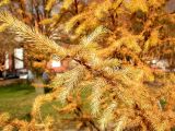 Larix sibirica. Ветвь с хвоей в осенней окраске. Санкт-Петербург. 11 ноября 2009 г.