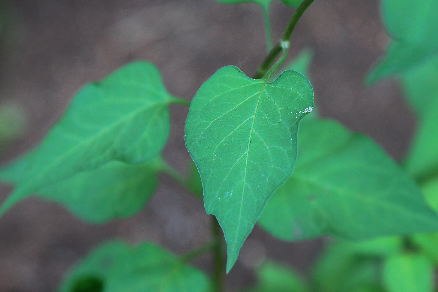 Изображение особи Solanum dulcamara.